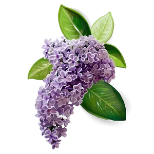 Lilac B