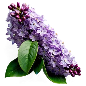 Lilac Bloom PNG 06122024