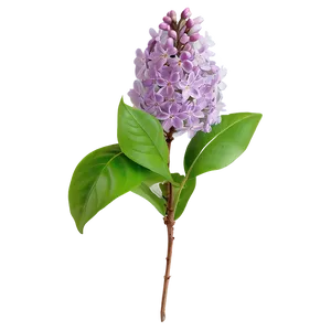 Lilac Bloom PNG Jcq1 PNG