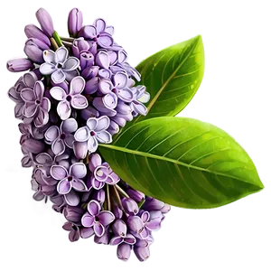 Lilac Bouquet PNG Gma20 PNG