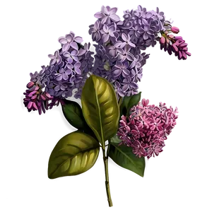 Lilac Bouquet PNG Qbx