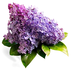 Lilac Bouquet PNG Xoc