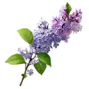 Lilac Branch Png 80 PNG image