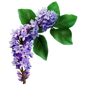 Lilac Branch Png Odq80 PNG image