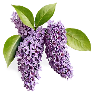 Lilac Branch Png Tlh PNG image