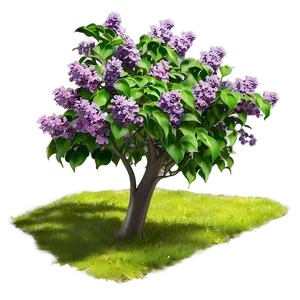 Lilac Bush PNG 06122024