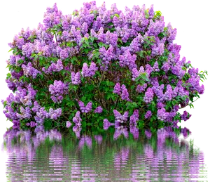 Lilac Bush Reflections PNG image