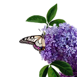 Lilac Butterfly PNG Etd72 PNG