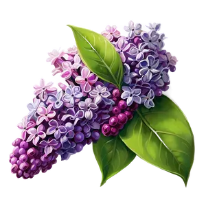 Lilac C