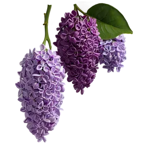 Lilac Charm PNG Ffv76 PNG