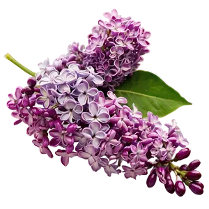 Lilac Closeup PNG Qjv82 PNG