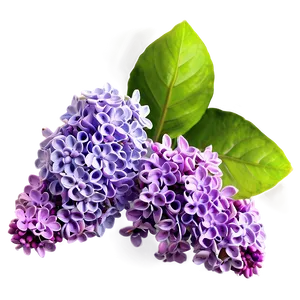 Lilac Cluster PNG 06122024