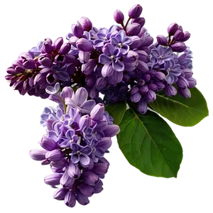 Lilac Cluster Png Bbd PNG image