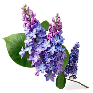 Lilac Dream Png Fht27 PNG image