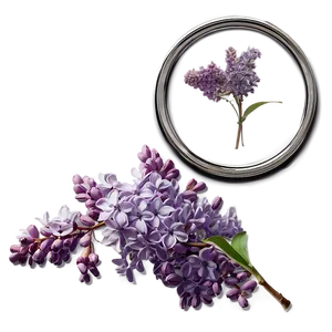 Lilac Elegance PNG Lfy66 PNG