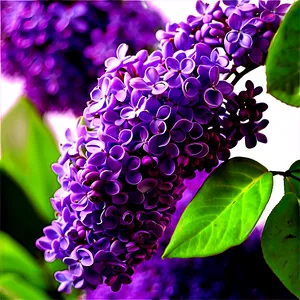 Lilac Festival PNG Hmw50 PNG
