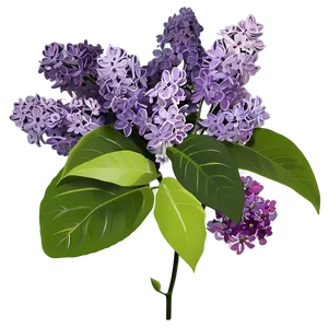 Lilac Festival PNG Rrp