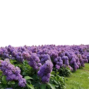 Lilac Field Png 17 PNG image