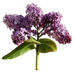 Lilac Flower Png Fdw PNG image