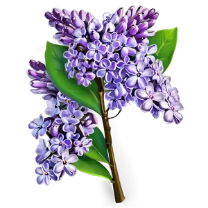 Lilac Flower Png Liu38 PNG image