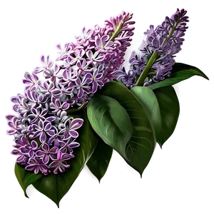 Lilac Garden PNG 05242024
