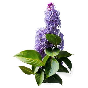 Lilac Garden Png 67 PNG image