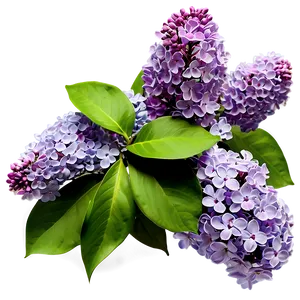 Lilac Garden Png Oad71 PNG image