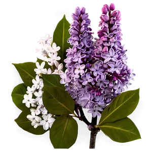 Lilac Glow Png 73 PNG image