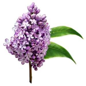 Lilac Haze PNG Wps51 PNG