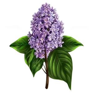 Lilac Illustration Png 06122024 PNG image