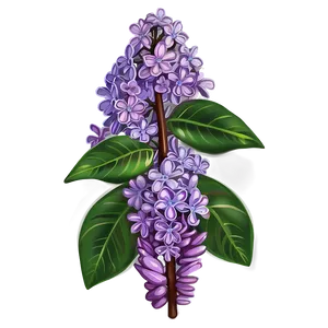 Lilac Illustration Png Hfu PNG image