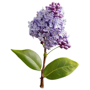 Lilac In Bloom PNG 11