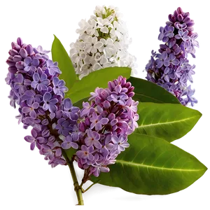 Lilac In Nature PNG 06122024
