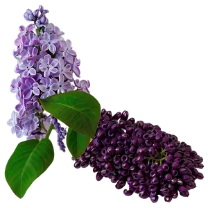 Lilac In Vase Png Tbg PNG image