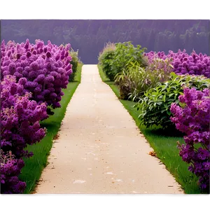 Lilac Path PNG 06122024 PNG