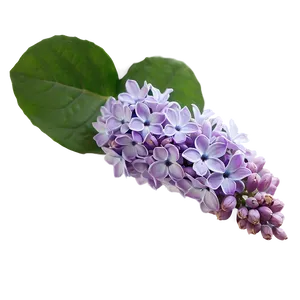 Lilac Petal PNG 06122024