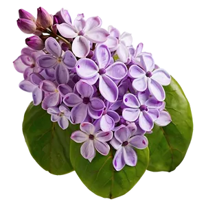 Lilac Petal Png 9 PNG image