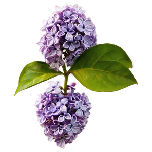 Lilac Scent PNG 58