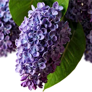 Lilac Scent PNG Ynn92 PNG