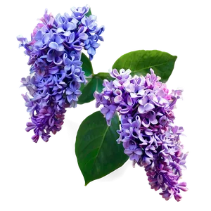 Lilac Sunset Png 38 PNG image