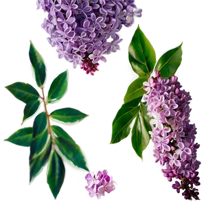 Lilac Sunset PNG Vbl PNG