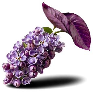 Lilac Symphony Png Jjr PNG image