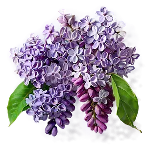 Lilac Twig Png 06122024 PNG image