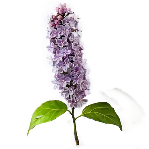 Lilac Twig PNG 84