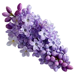 Lilac Wallpaper PNG 55