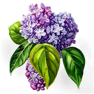 Lilac Watercolor Png Cgs72 PNG image