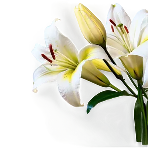 Lilies And Roses Png 06282024 PNG image