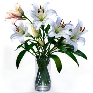 Lilies B PNG image