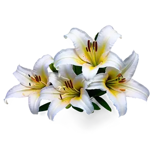 Lilies C PNG image