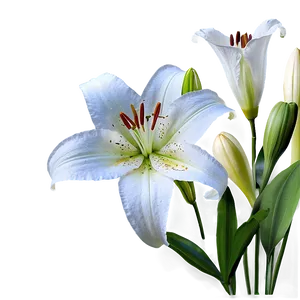 Lilies D PNG image